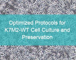 Optimized Protocols for K7M2-WT Cell Culture and Preservation