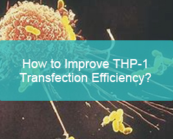 How to Improve THP-1 Transfection Efficiency? - cover