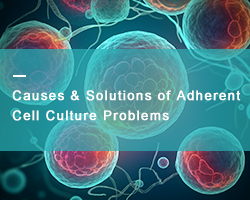 Causes and Solutions of Six Major Culture Problems of Adherent Cells - cover