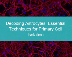Decoding Astrocytes: Essential Techniques for Primary Cell Isolation - cover