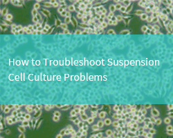 How to Troubleshoot Suspension Cell Culture Problems - cover