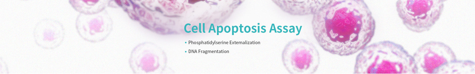 Cell Apoptosis