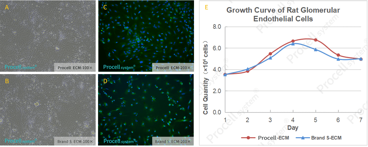 Endothelial Cell Medium