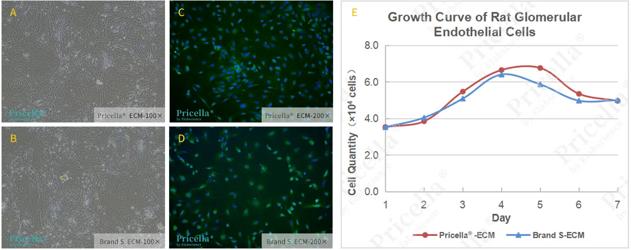 Endothelial Cell Medium