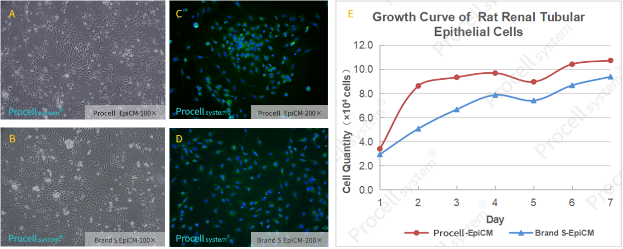 Epithelial Cell Medium