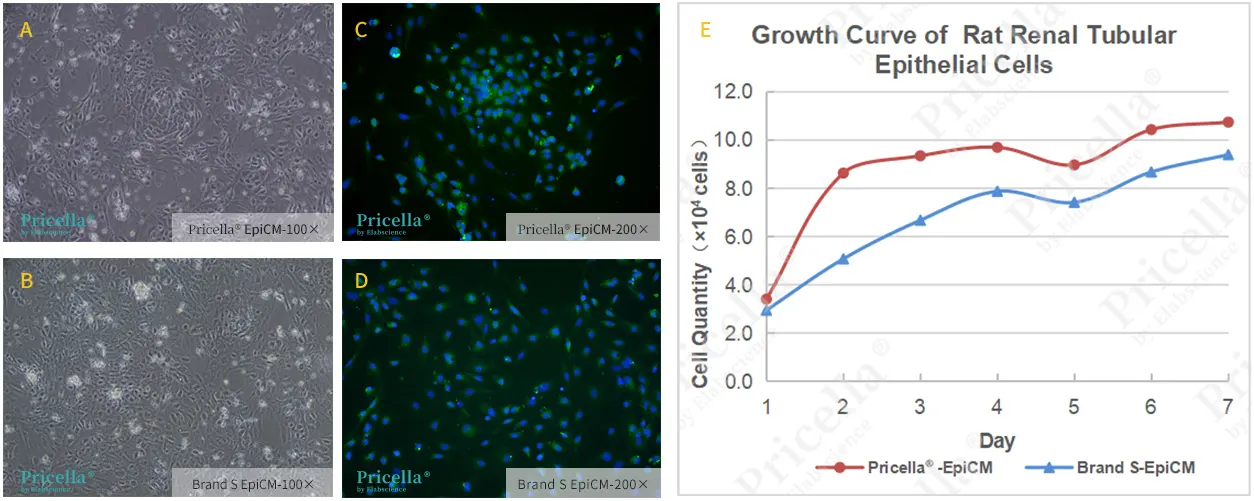 Epithelial Cell Medium